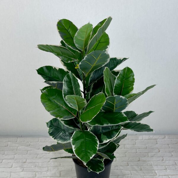 variegated rubber tree